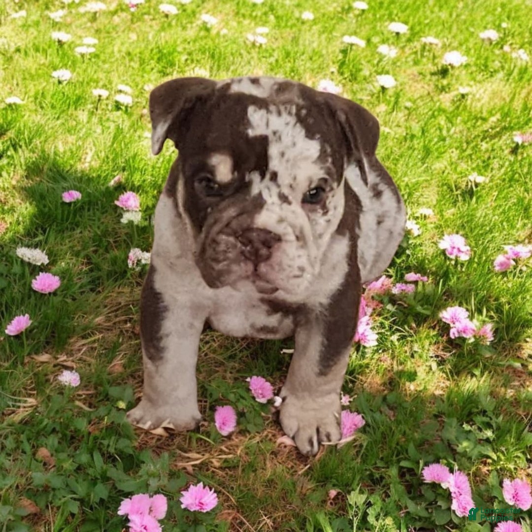 English Bulldog dogs for sale: Rocky - Image 4