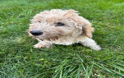 Labradoodle dogs for sale: Ace - Image 1