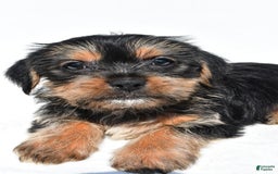 Shorkie dogs for sale: Waldo - Image 5