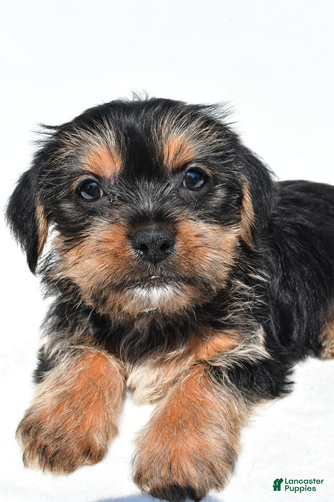 Shorkie dogs for sale: Waldo - Image 5