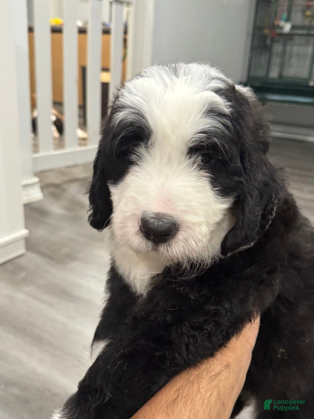 Saint Berdoodles dogs for sale: Harley - Image 5