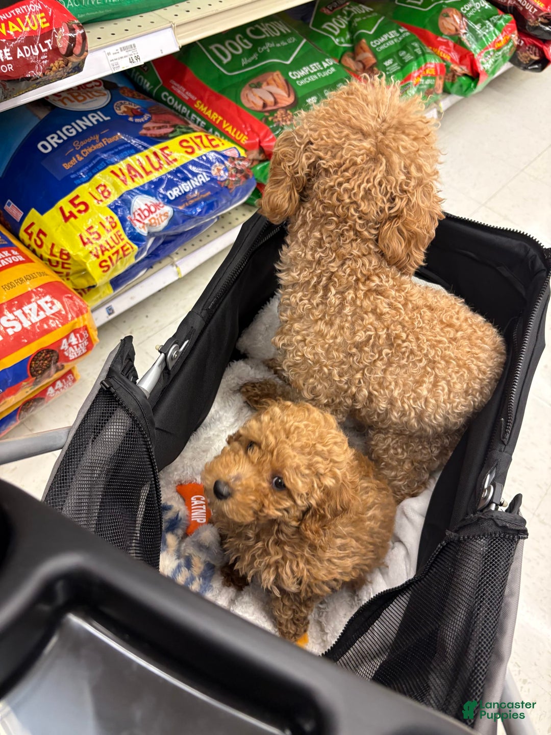 Toy Poodle dogs for sale: Silace - Image 11