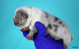 American Bully dogs for sale: Blue/white Merle Female - Image 1