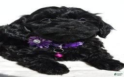 Cockapoo dogs for sale: Sasha - Image 2