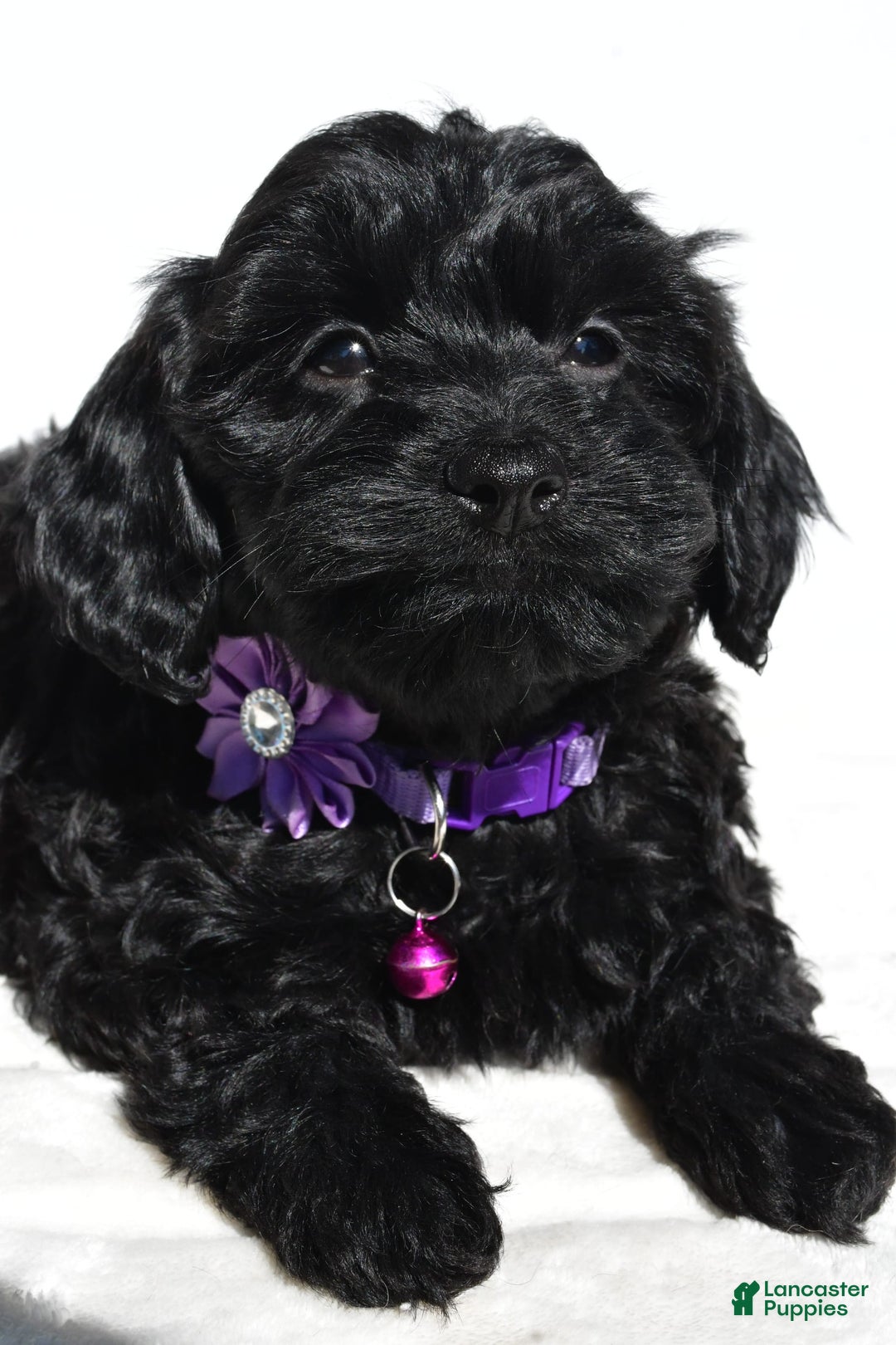 Cockapoo dogs for sale: Sasha - Image 2