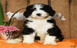 Bernedoodle dogs for sale: Doran - Image 6