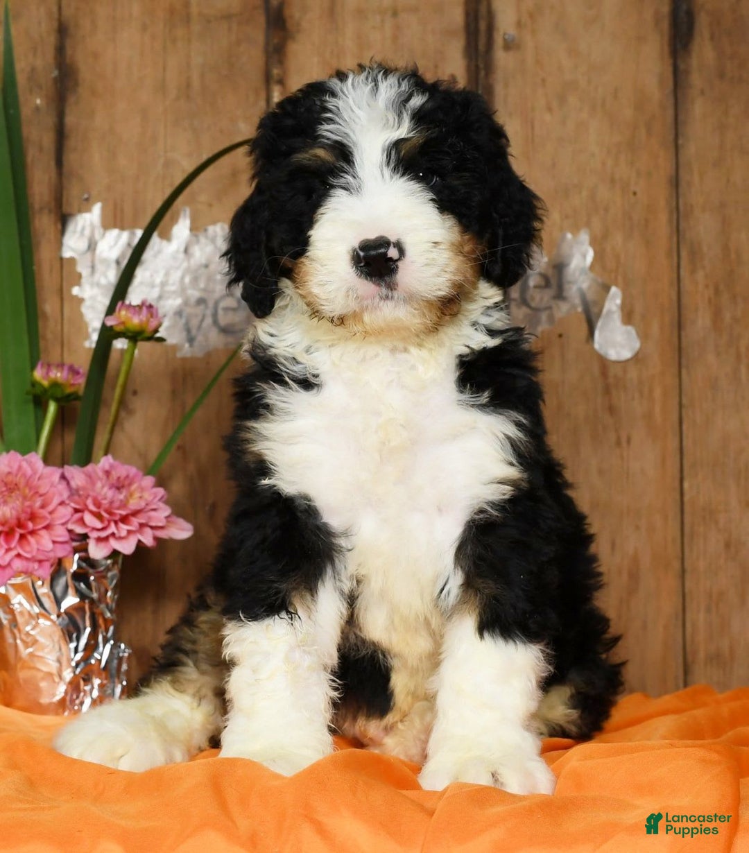 Bernedoodle dogs for sale: Doran - Image 6