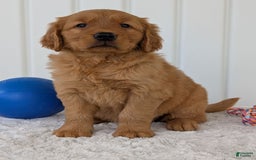Golden Retriever dogs for sale: Daisy - Image 11