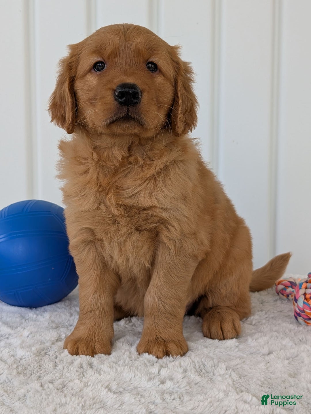 Golden Retriever dogs for sale: Daisy - Image 11