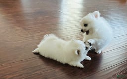 Pomeranian dogs for sale: Girl - Image 1