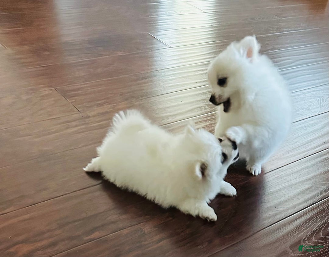Pomeranian dogs for sale: Girl - Image 1