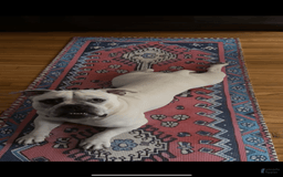 American Staffordshire Terrier dogs for sale: Ryder - Image 7