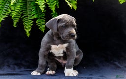 Great Dane dogs for sale: Molly - Image 21