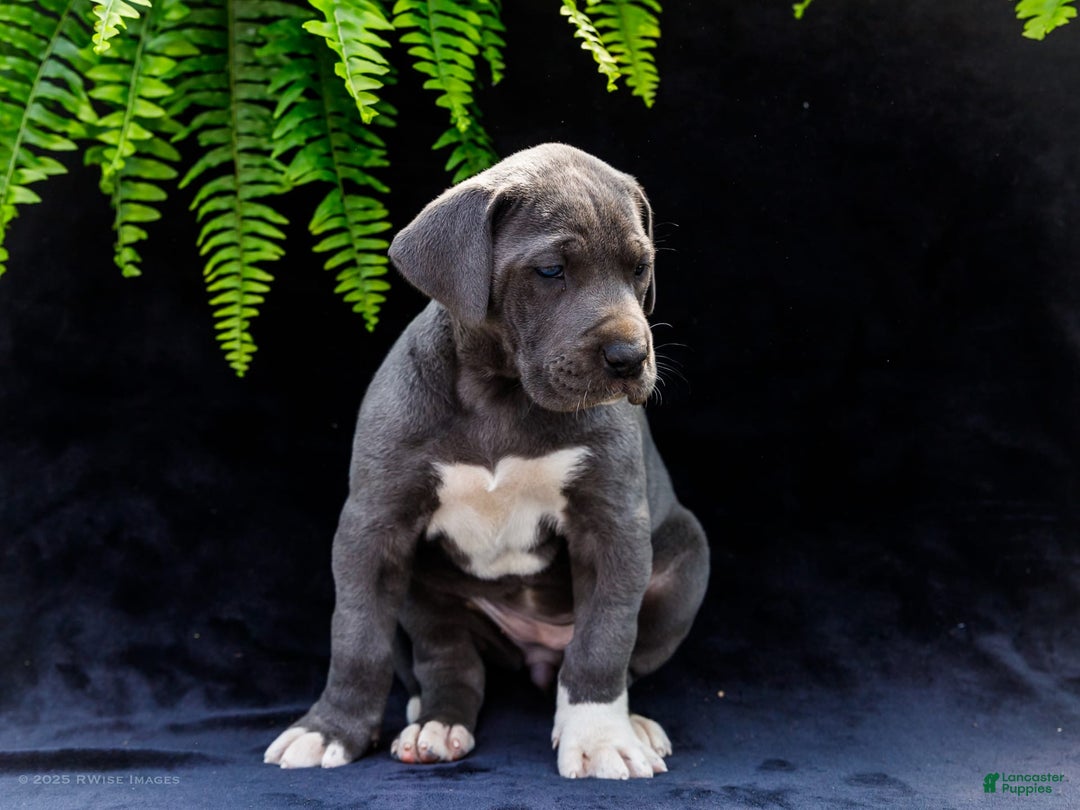 Great Dane dogs for sale: Molly - Image 21