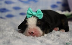 Bernese Mountain Dog dogs for sale: Pebbles - Image 68