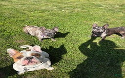 American Bully dogs for sale: Scottie - Image 3