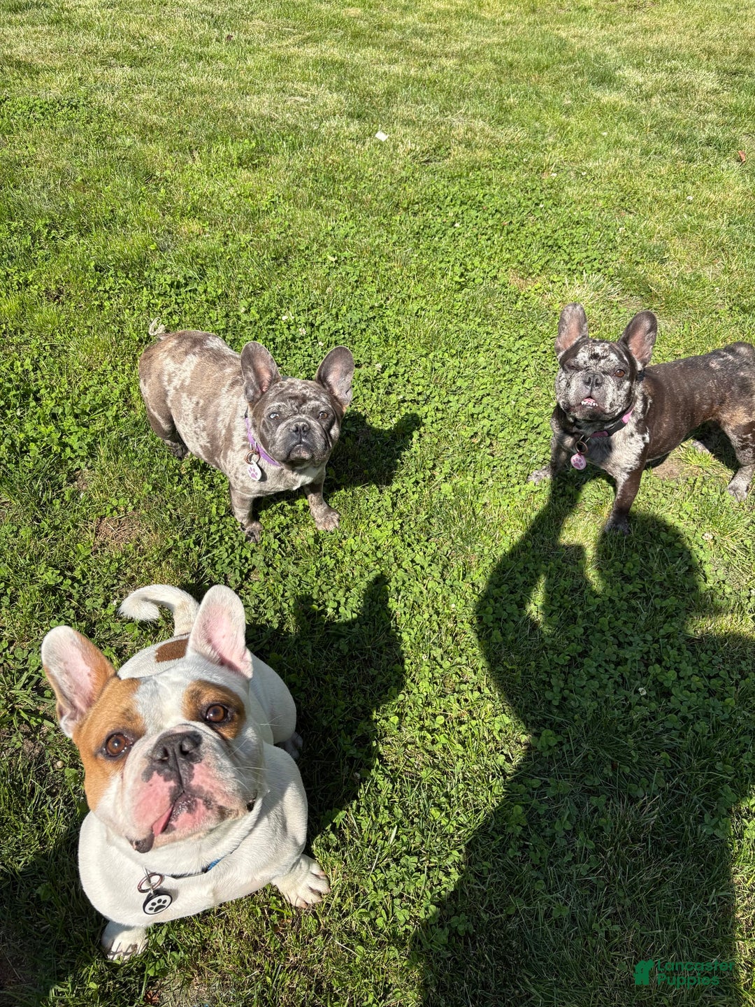 American Bully dogs for sale: Scottie - Image 3