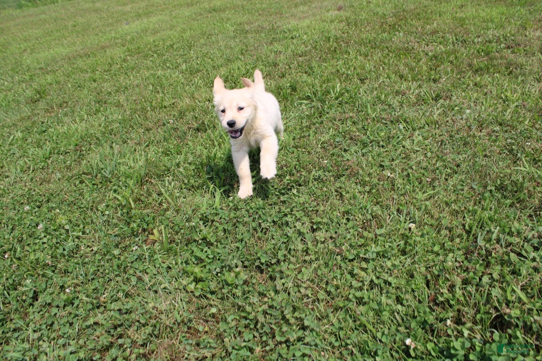 Golden Retriever dogs for sale: Costa - Image 17