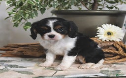 Cavalier King Charles Spaniel dogs for sale: Jan - Image 4