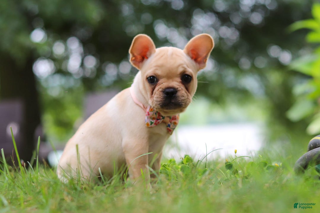 French Bulldog dogs for sale: French Bulldog 5 puppies - Image 11