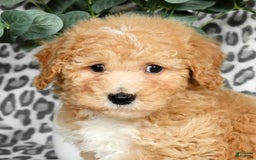 Bichpoo dogs for sale: Nolan - Image 9