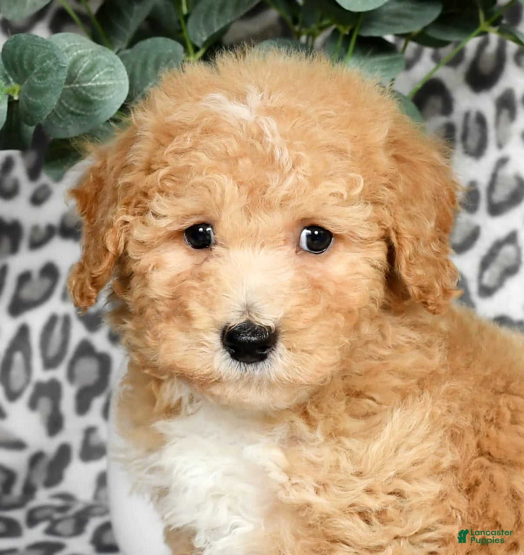 Bichpoo dogs for sale: Nolan - Image 9