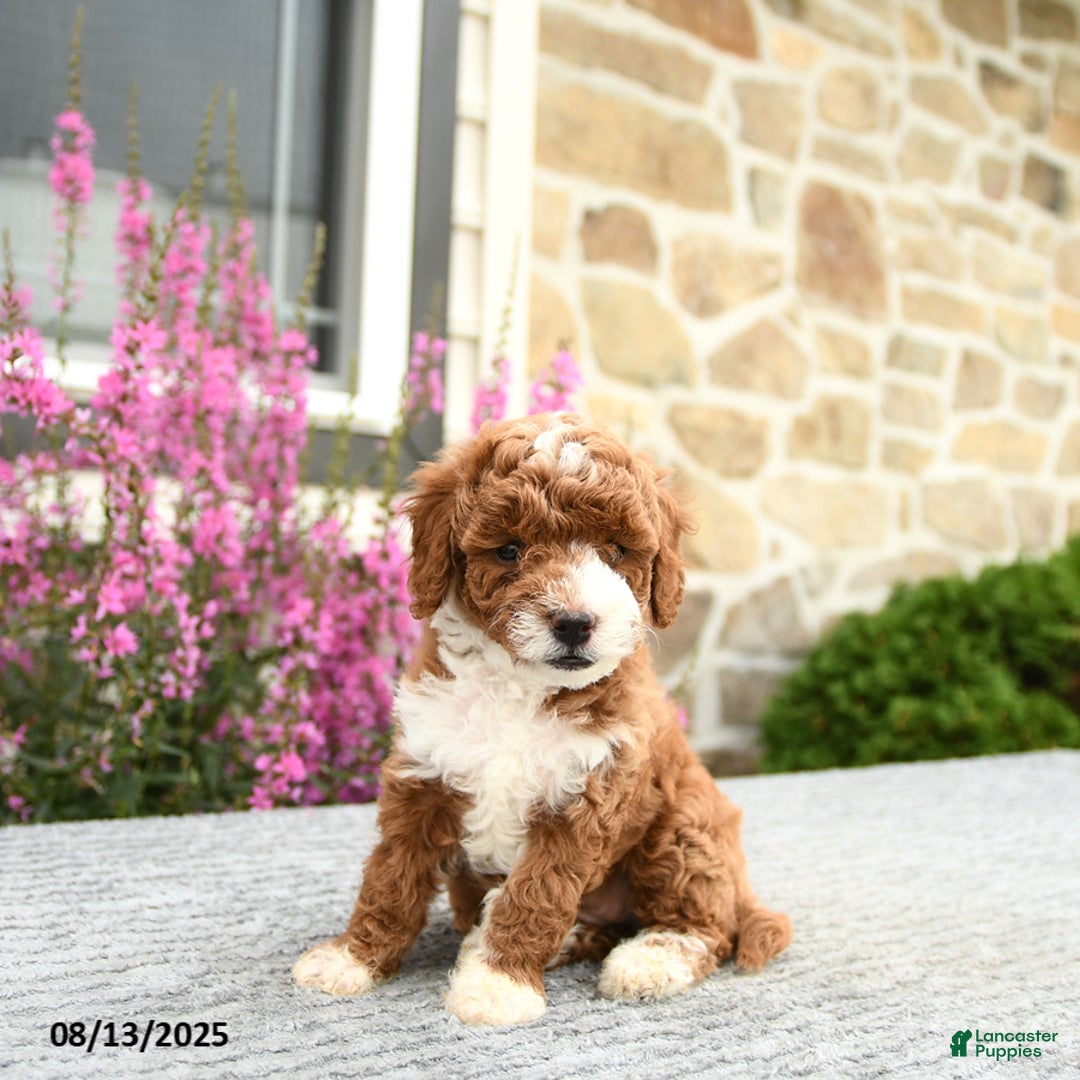 Mini Goldendoodle dogs for sale: Caroline - Image 2
