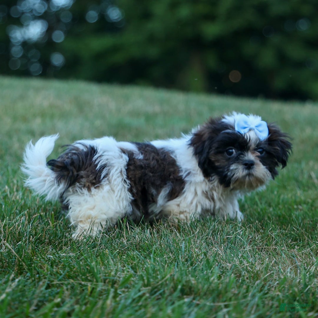 Shih Tzu dogs for sale: Brody - Image 1