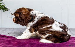 Cocker Spaniel dogs for sale: Chester - Image 6