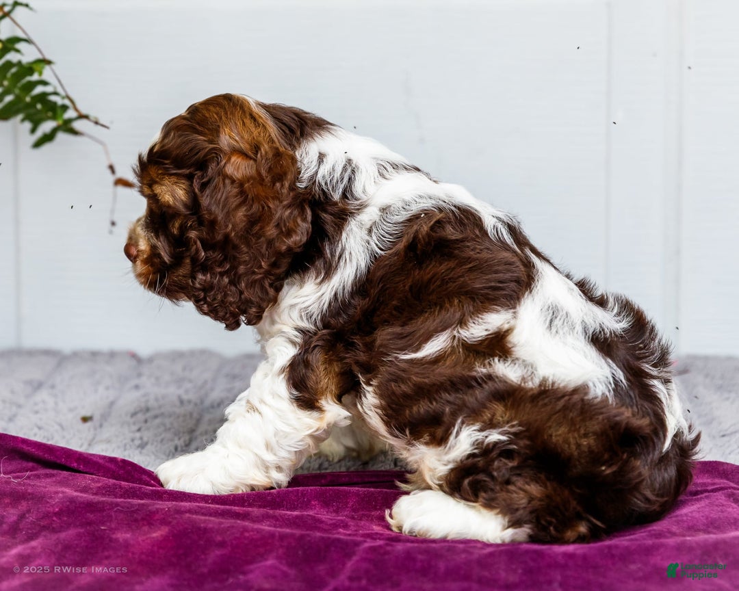 Cocker Spaniel dogs for sale: Chester - Image 6