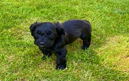 Aussiedoodle dogs for sale: Roxy - Image 2