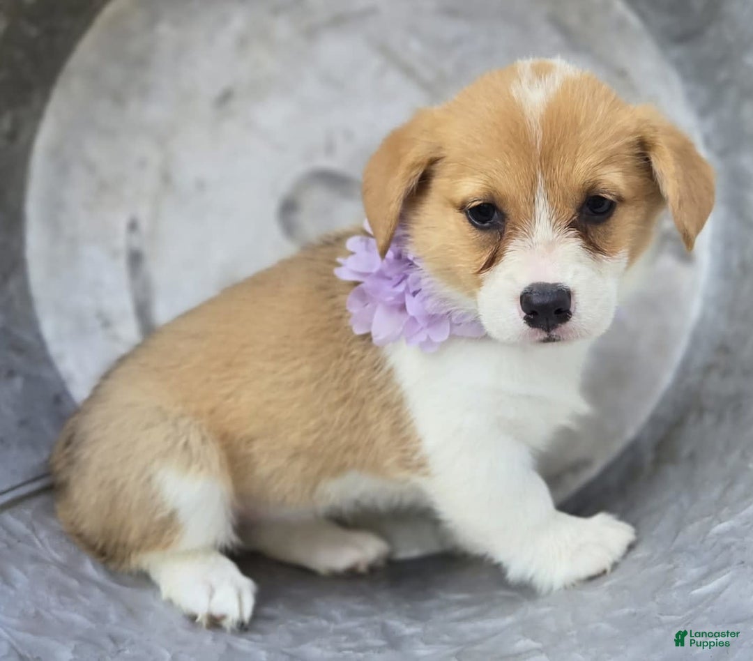 Welsh Corgi Pembroke dogs for sale: Lovey - Image 3