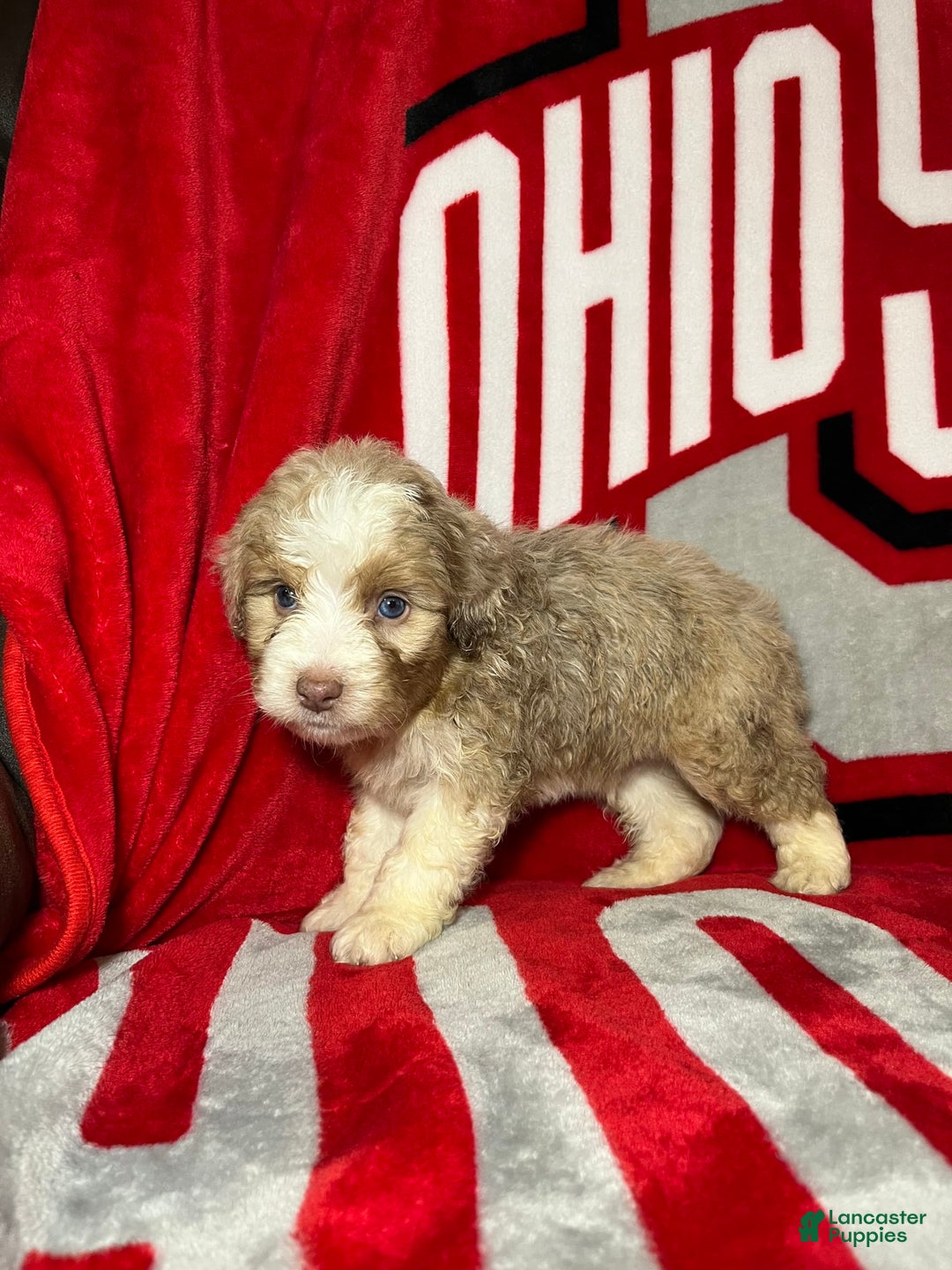Mini Aussiedoodle dogs for sale: Sunny - Image 8