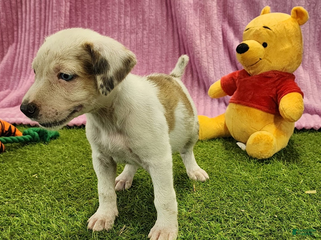 Catahoula Leopard Dog dogs for sale: Duchess 2025 Female 1 - Image 2
