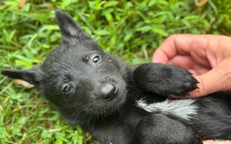 Belgian Malinois dogs for sale: Akc Certified Male 7 - Image 7