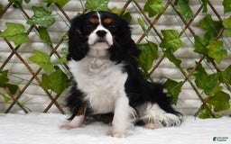 Cavapoo dogs for sale: Wren - Image 8