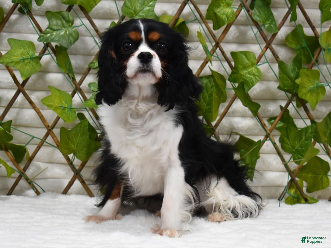 Cavapoo dogs for sale: Wren - Image 8