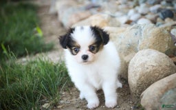 Papillon dogs for sale: Lavender - Image 5
