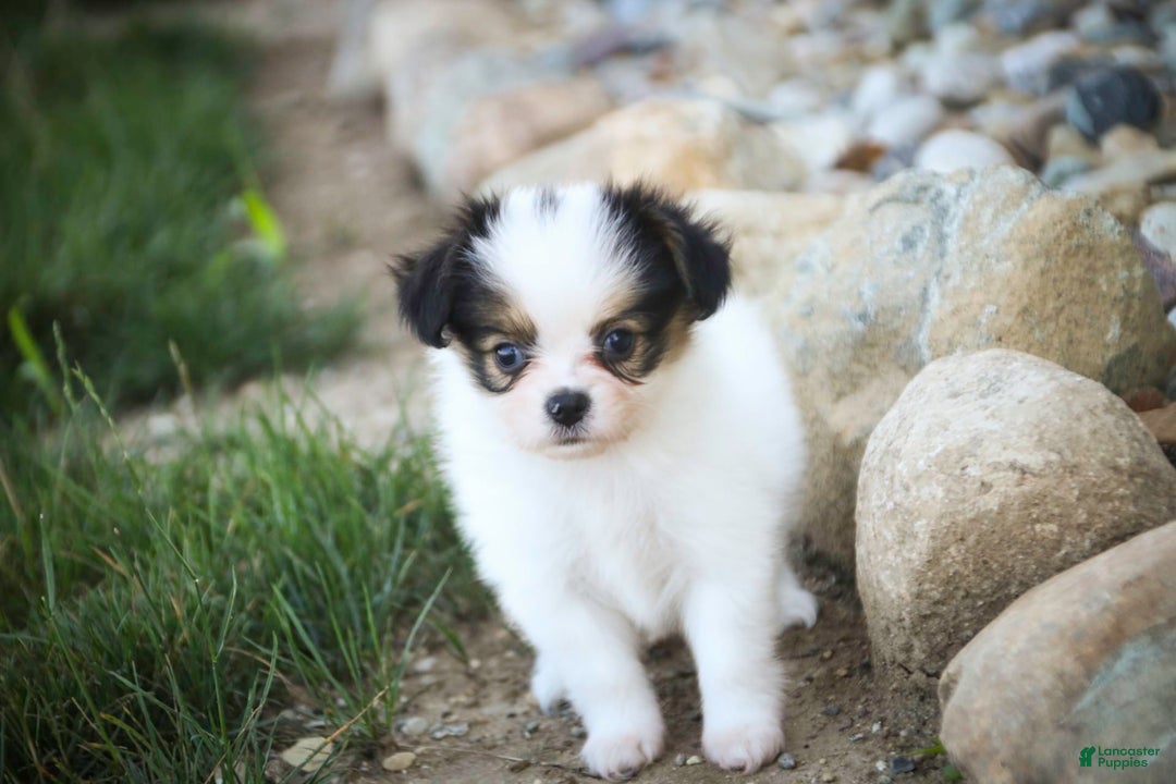 Papillon dogs for sale: Lavender - Image 5