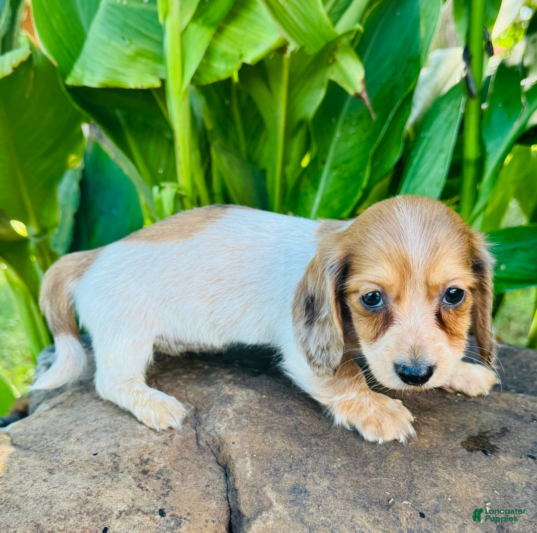 Miniature Dachshund dogs for sale: Reba LH - Image 6