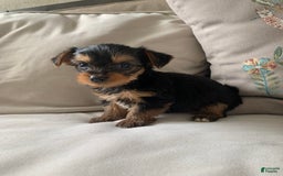 Yorkshire Terrier dogs for sale: Max - Image 11