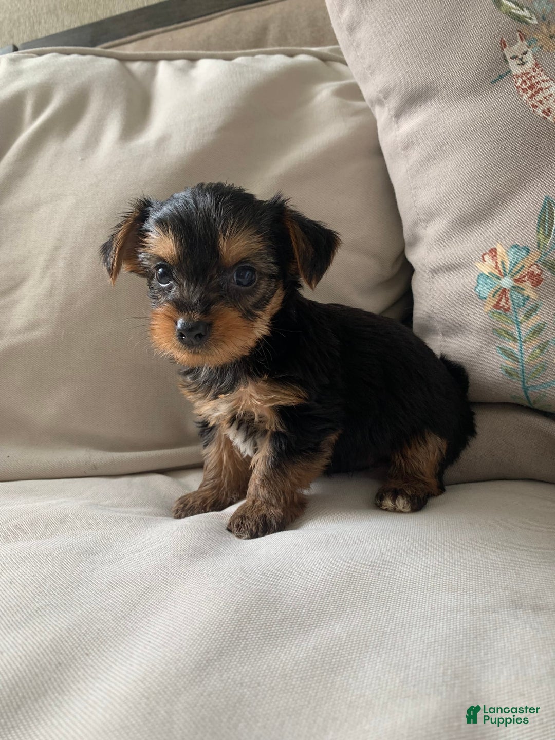 Yorkshire Terrier dogs for sale: Max - Image 11