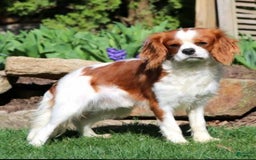 Cavapoo dogs for sale: Rosie - Image 3