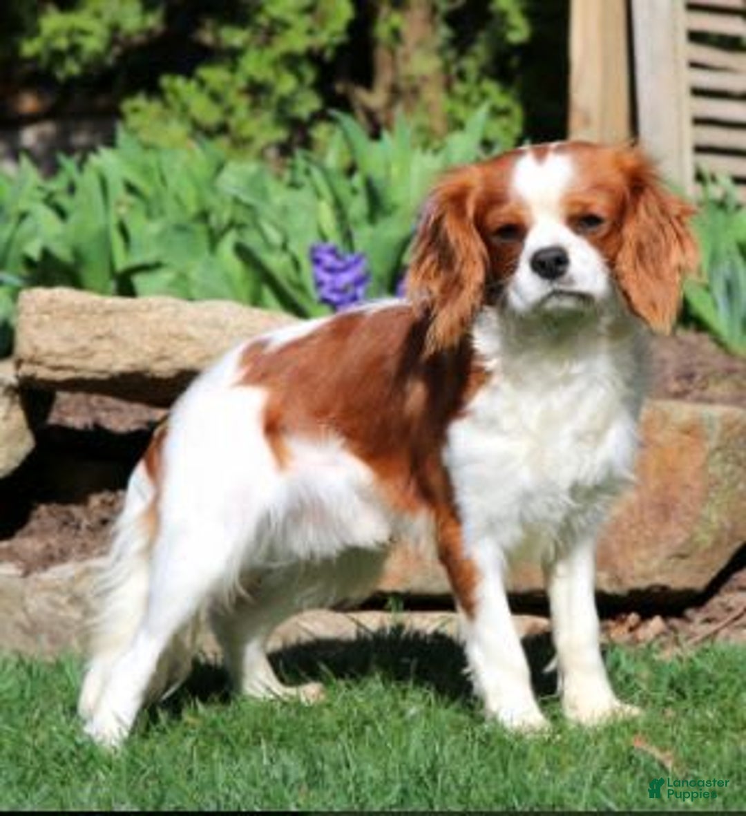 Cavapoo dogs for sale: Rosie - Image 3
