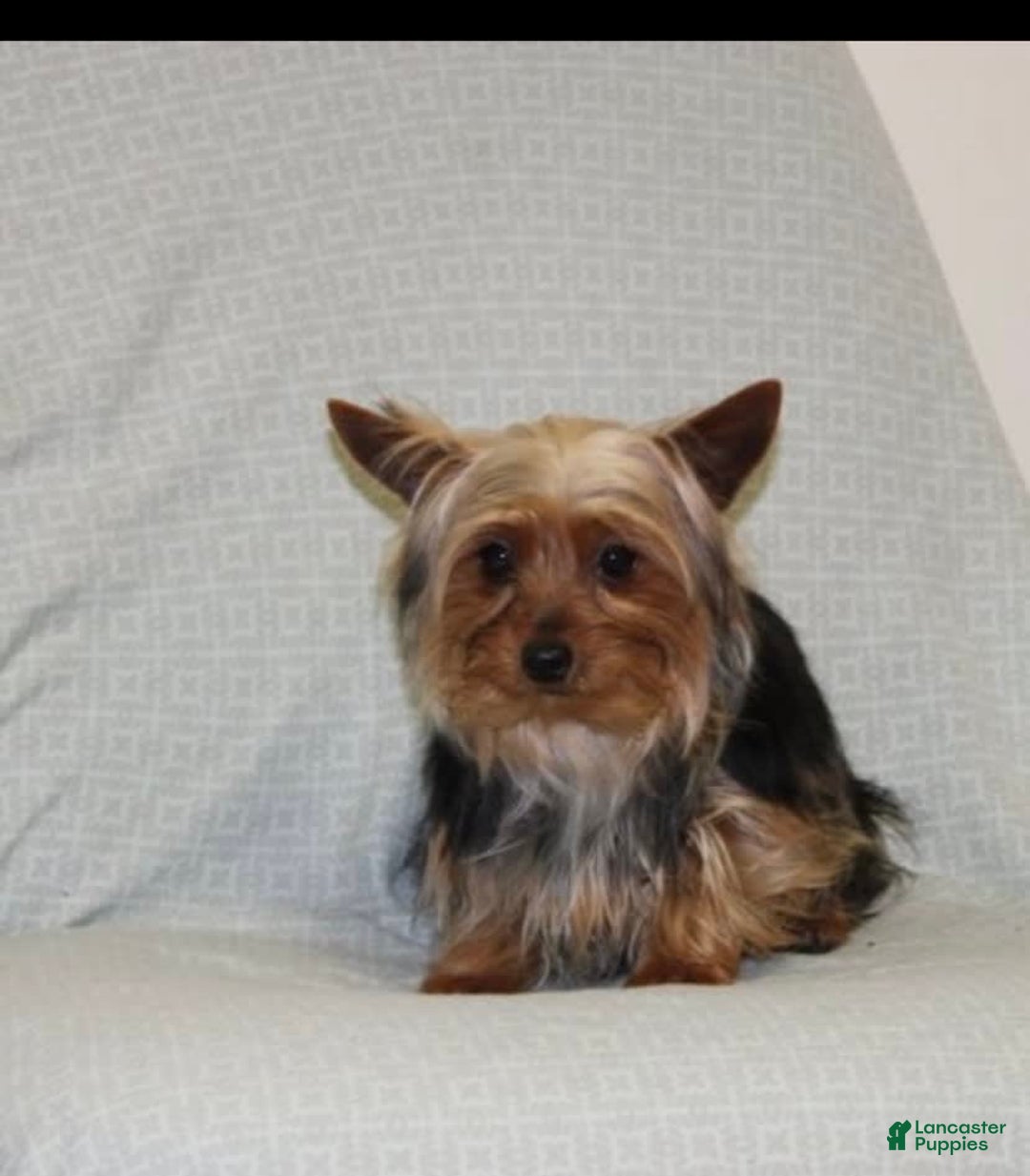 Yorkshire Terrier dogs for sale: Edwin - Image 5