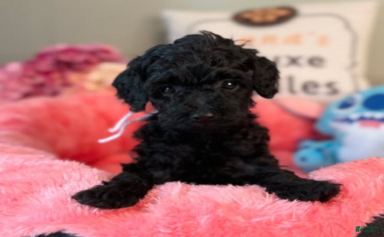 Mini Goldendoodle dogs for sale - Ad 5