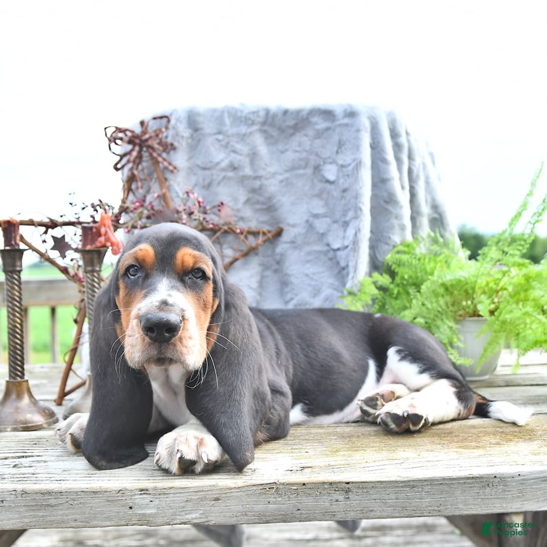 Basset Hound dogs for sale: Shannon - Image 13