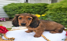 Miniature Dachshund dogs for sale: Dick - Image 2