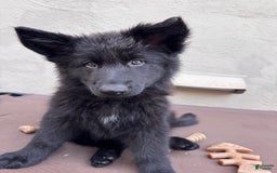German Shepherd dogs for sale: Nemesis - Image 7