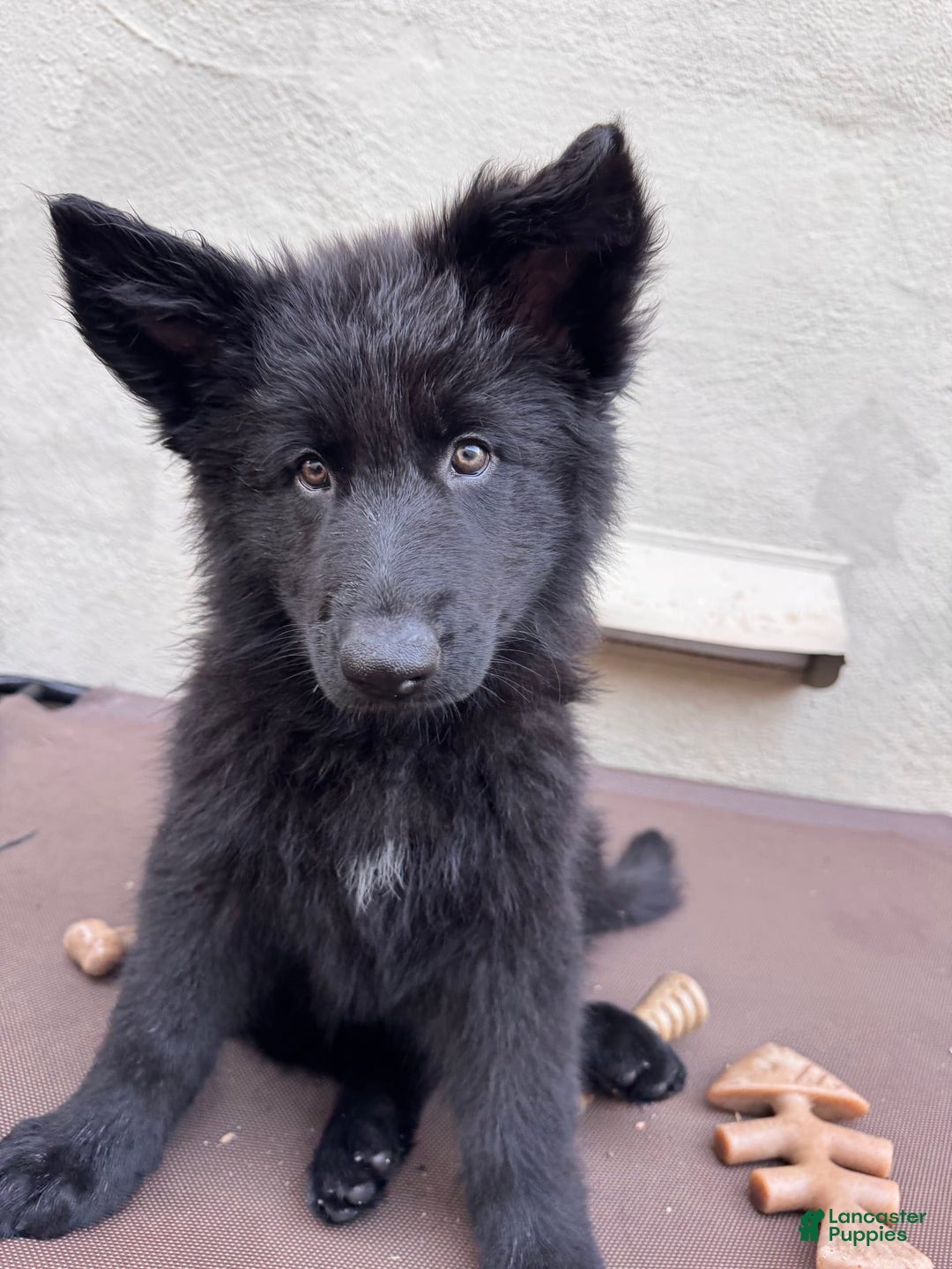 German Shepherd dogs for sale: Nemesis - Image 7
